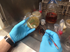 Pulling colonies off of YPD plates for inoculation into propagation media. 
